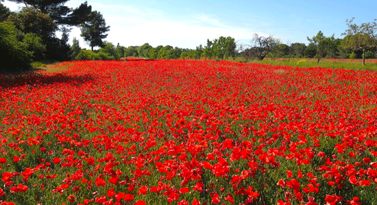 poppy fields europe